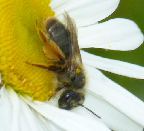 Andrena sp.